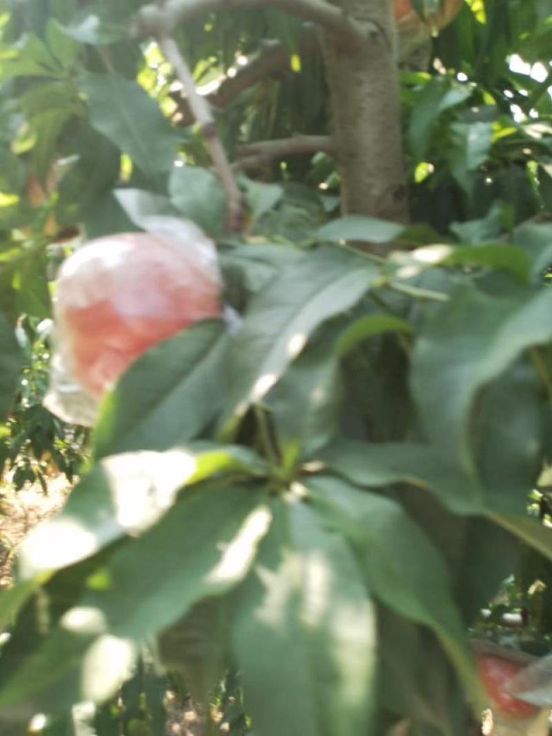 膜袋桃