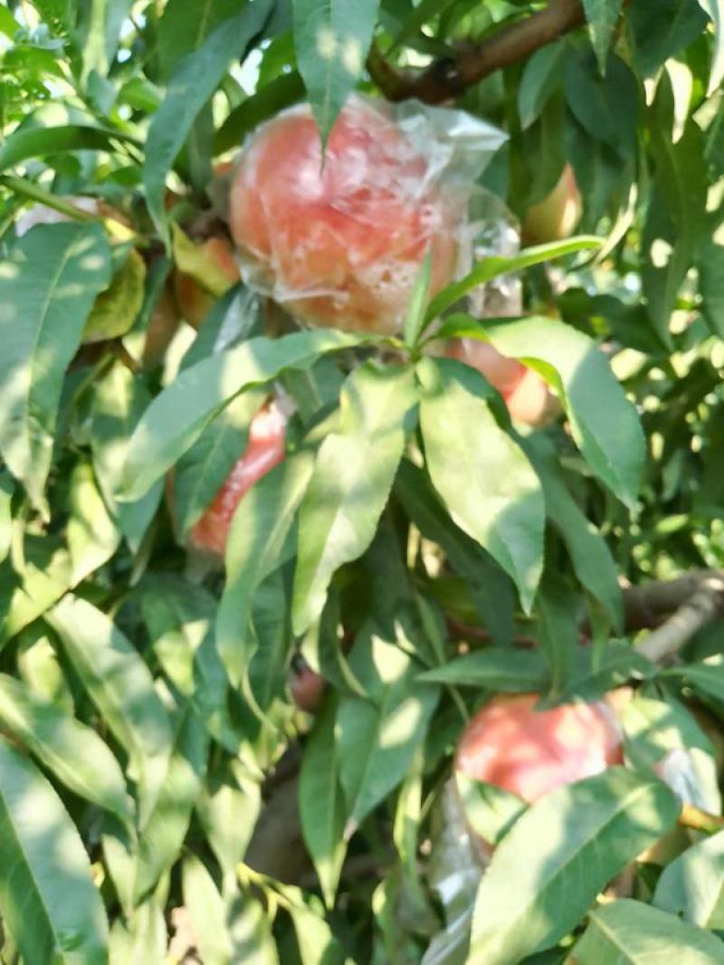 膜袋桃