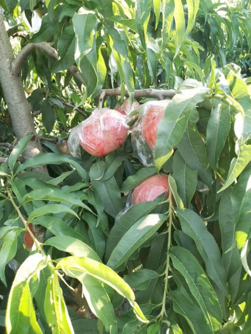 膜袋桃