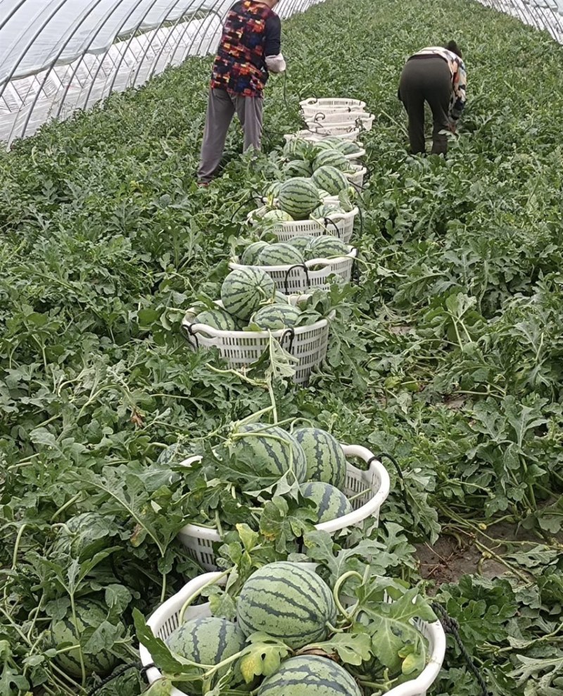 江苏南通产地直销大棚西瓜8424美都麒麟西瓜自产自销