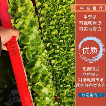 【巴达维亚生菜苗】意大利生菜品种纯正假一赔十提供技术