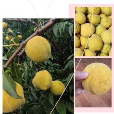 黄桃