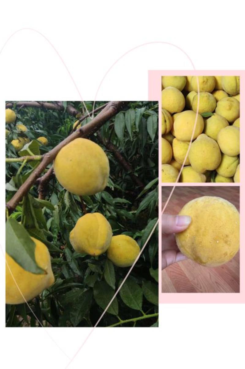 黄桃