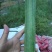 油皮香丝瓜