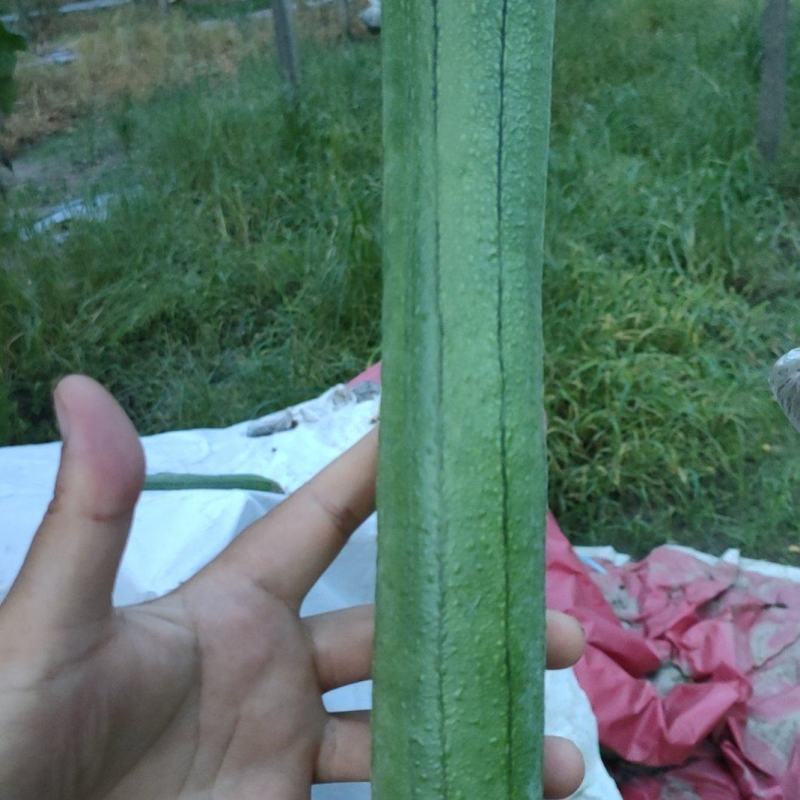油皮香丝瓜