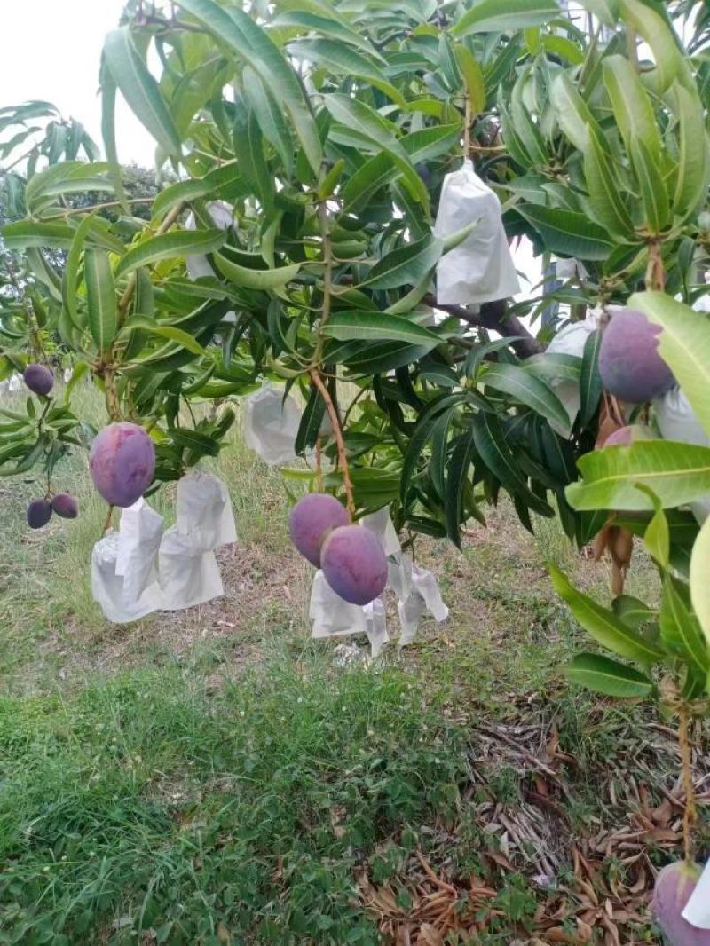四川攀枝花彩虹芒圣心芒吉禄芒好吃又好看一手货源