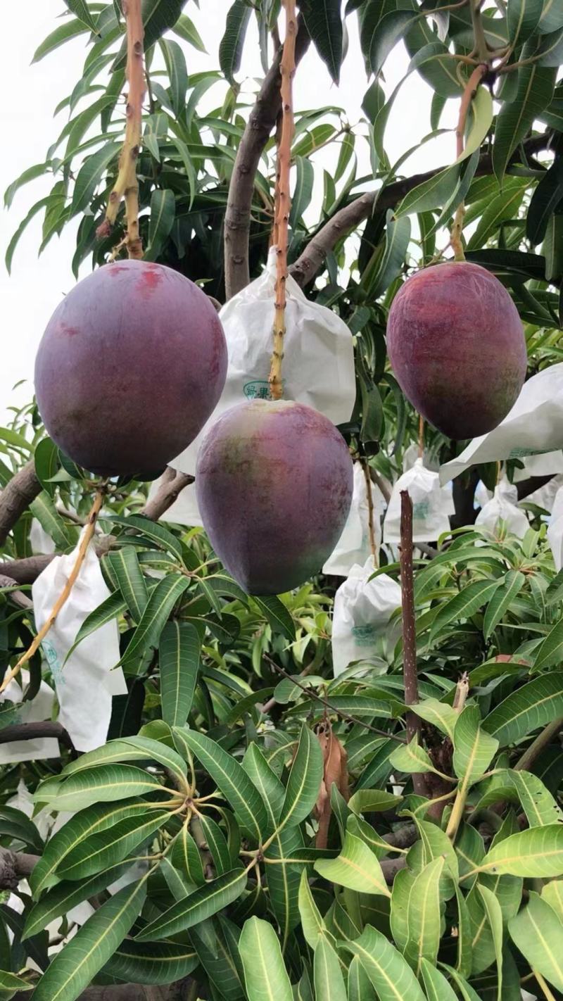 四川攀枝花彩虹芒圣心芒吉禄芒好吃又好看一手货源
