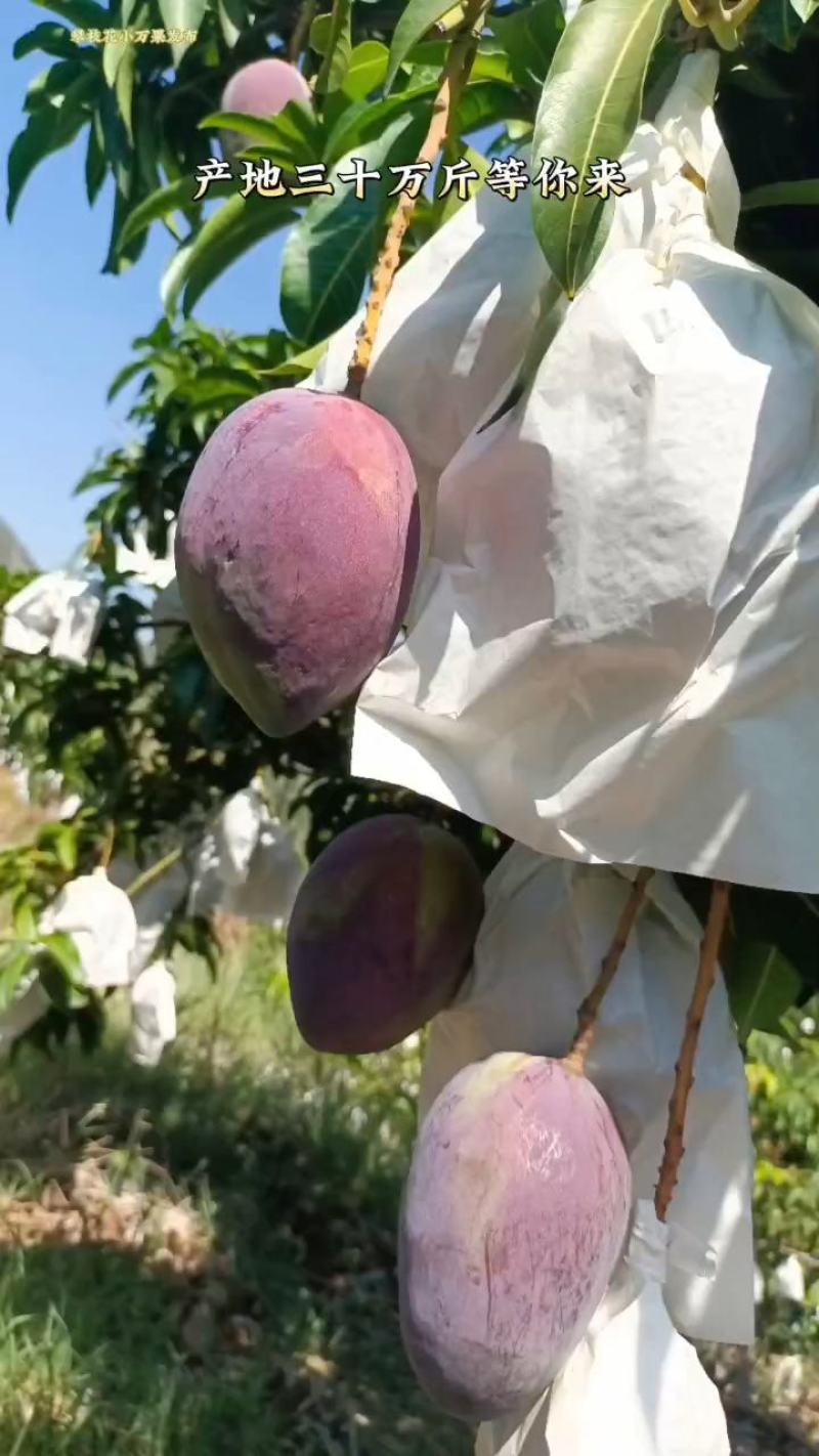 四川攀枝花彩虹芒圣心芒吉禄芒好吃又好看一手货源