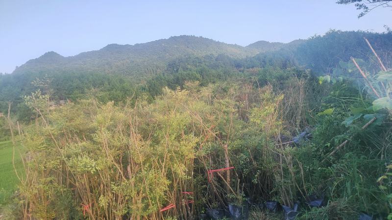 南天竹