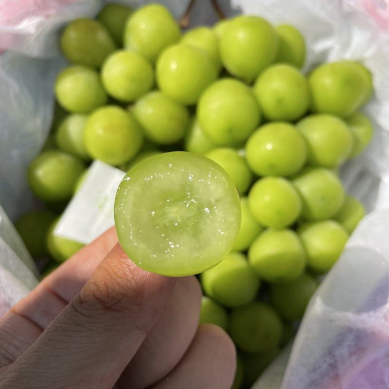 阳光玫瑰葡萄陕西大荔葡萄现摘现发销路好不愁卖