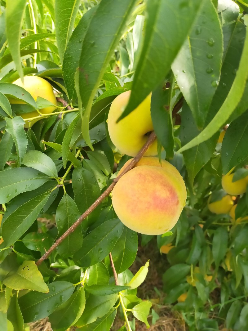 建宁锦绣黄桃