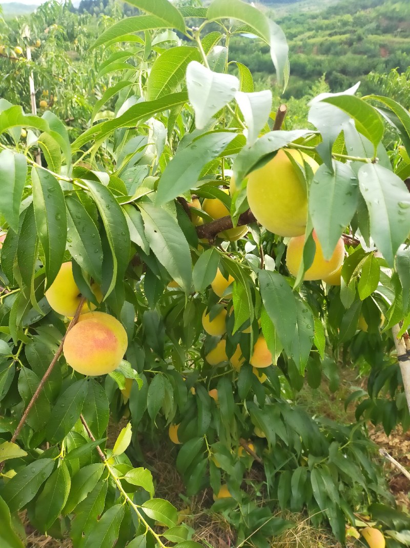 建宁锦绣黄桃