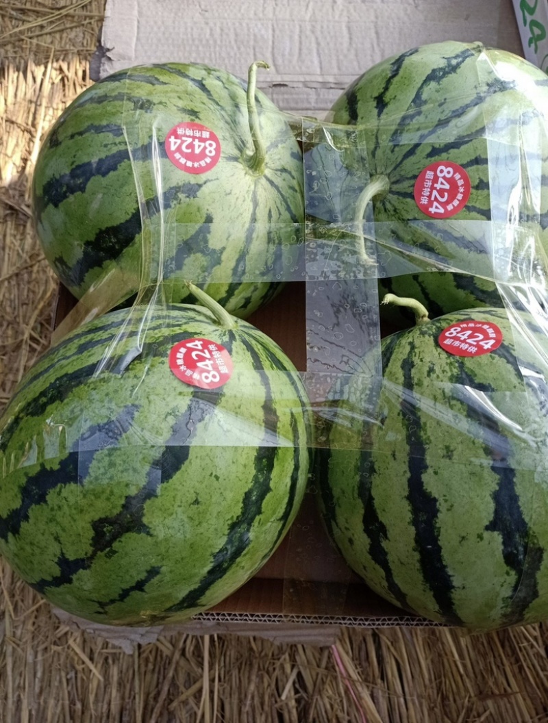 精品有籽美都麒麟产地直发品质保证