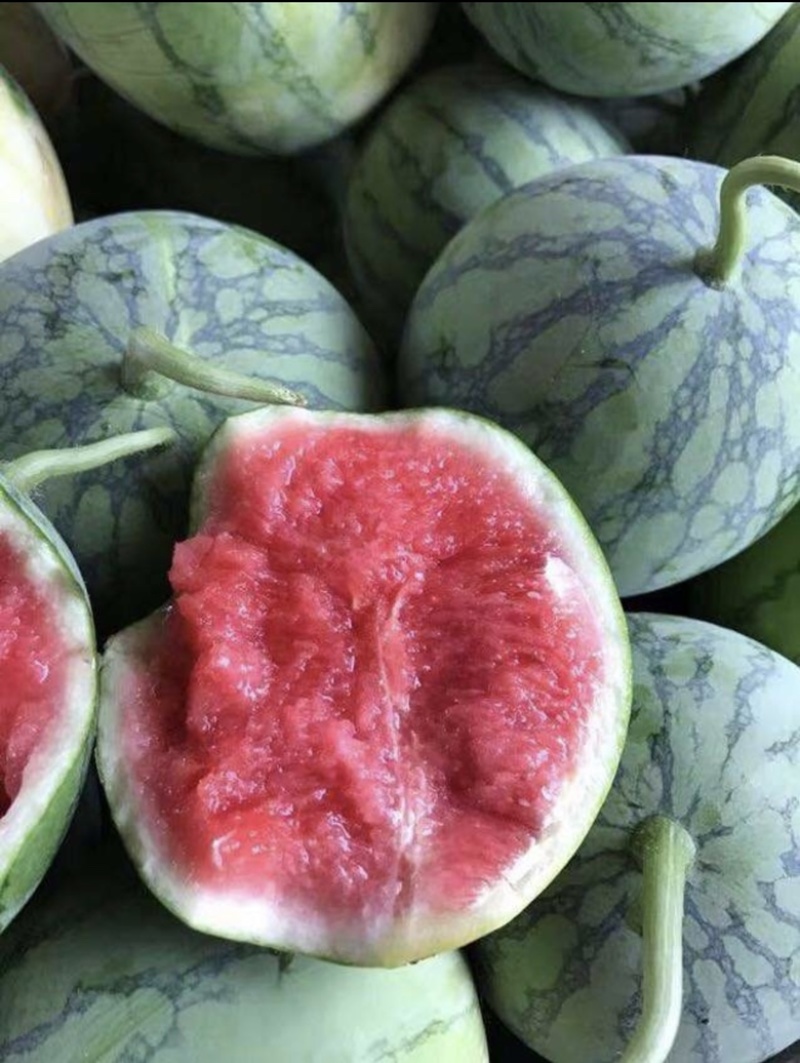 精品有籽美都麒麟产地直发品质保证