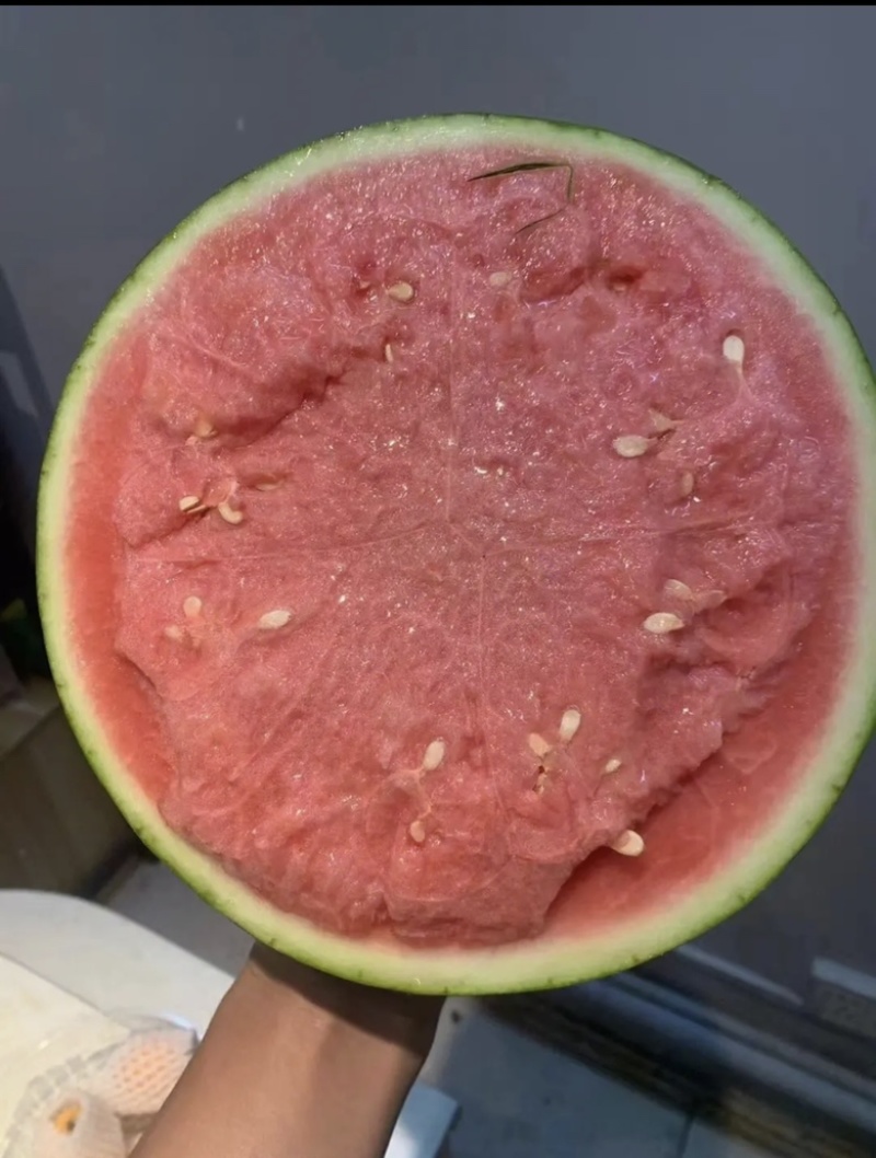精品有籽美都麒麟产地直发品质保证