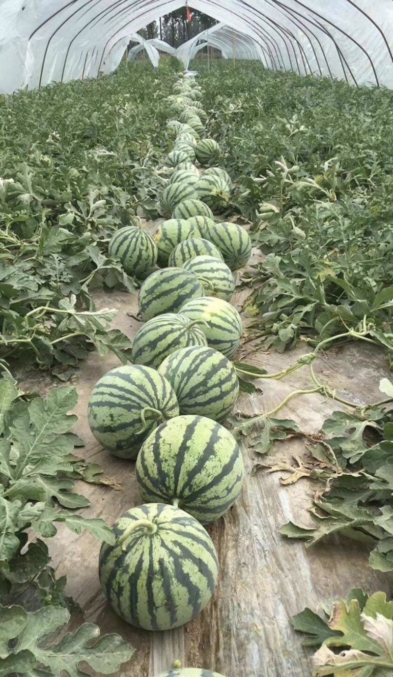 精品有籽美都麒麟产地直发品质保证
