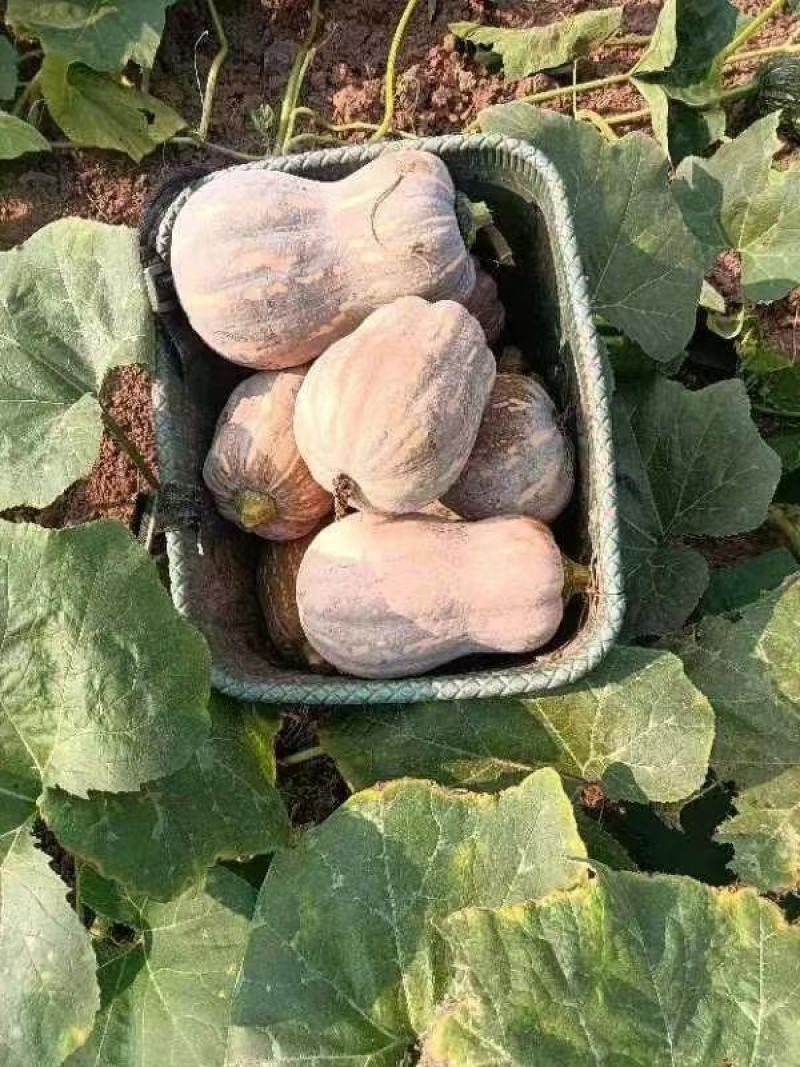 金香南瓜千亩基地直供外贸档口商超电商，欢迎采购