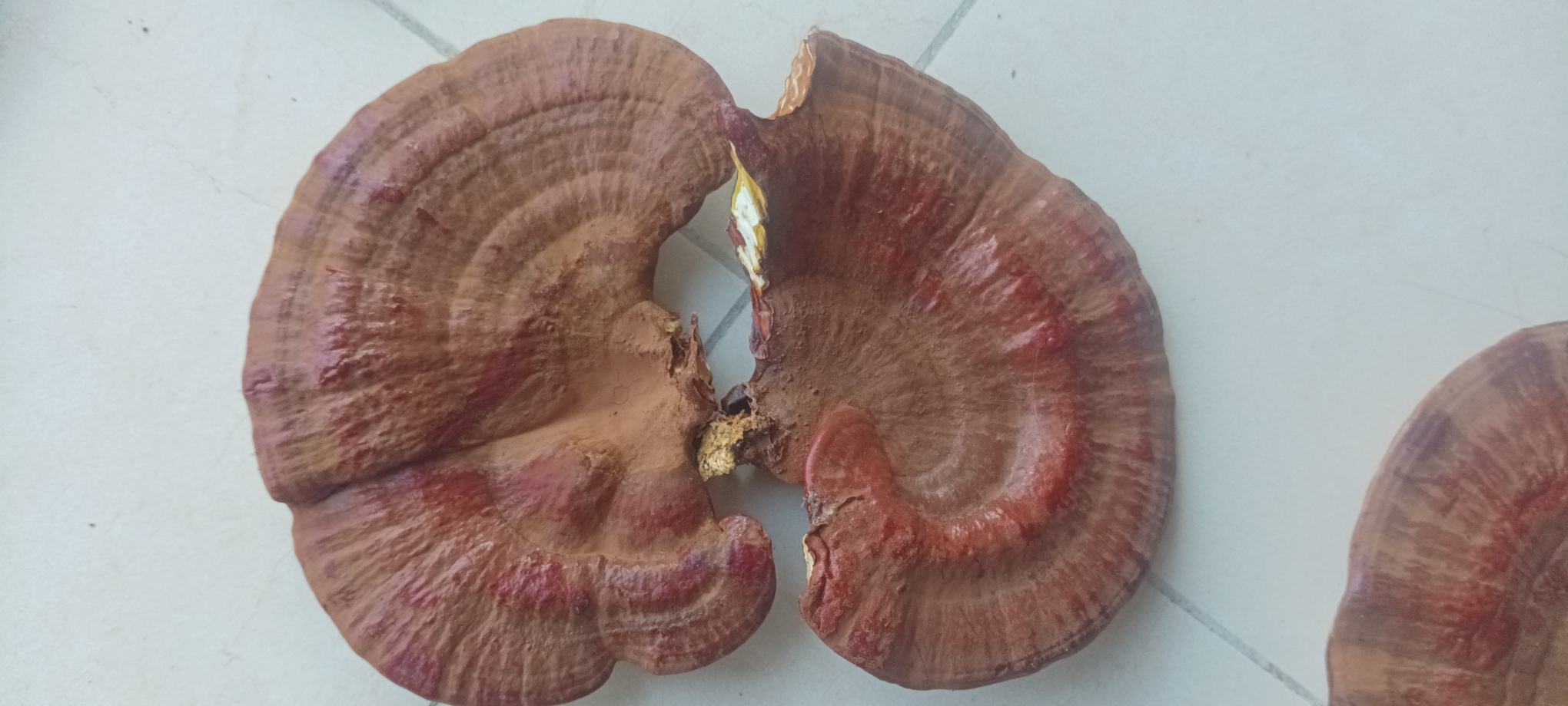 赤灵芝泡发过程