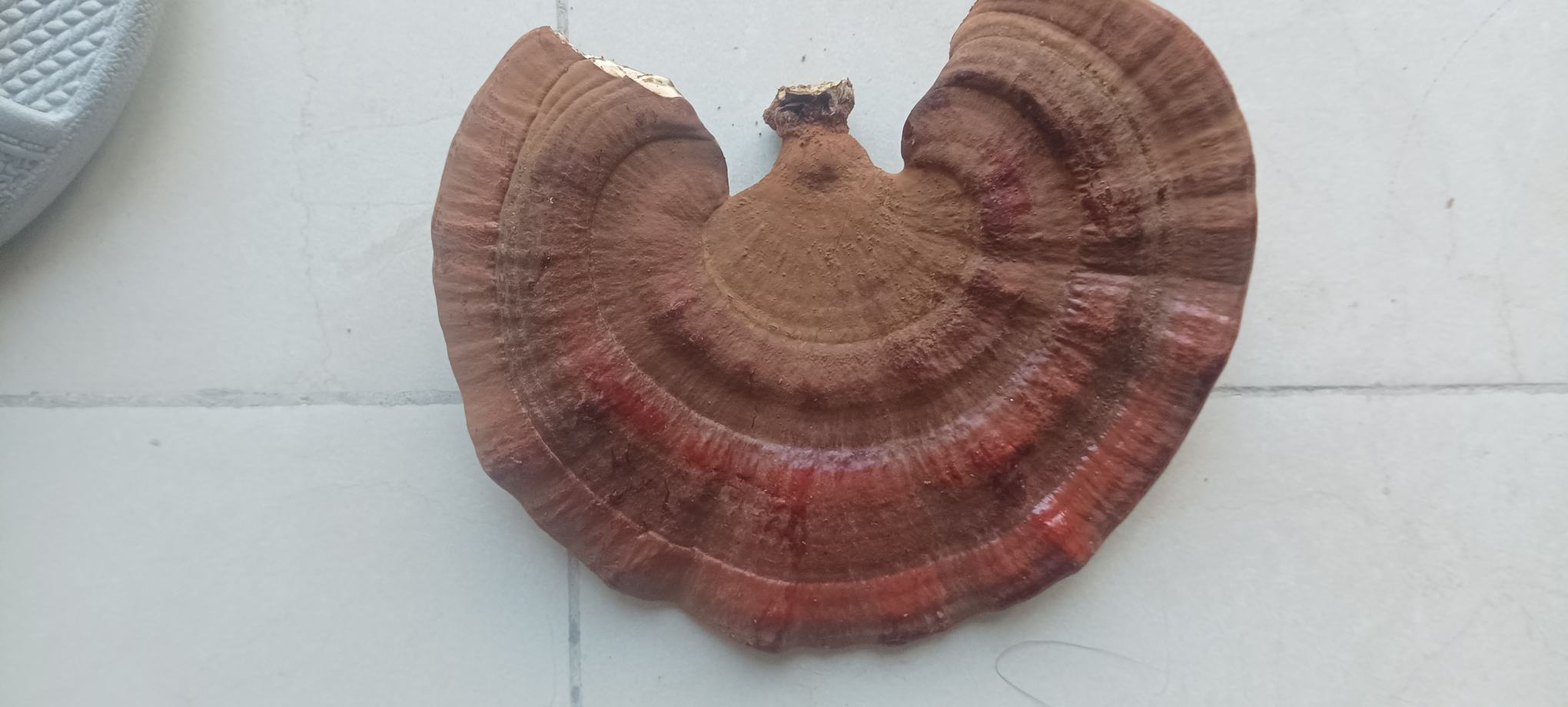 中医归经理论图解,展示赤灵芝入心、肺、肝、肾四经的路径与对应脏腑关系 中医归经理论图解