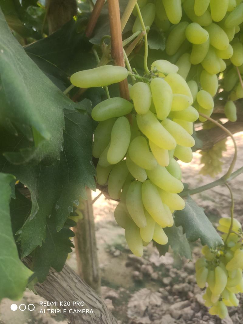 精品金手指