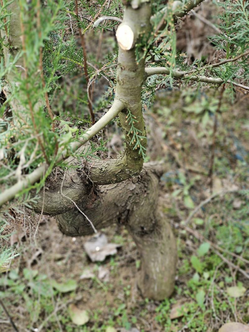 盆景素材柏树