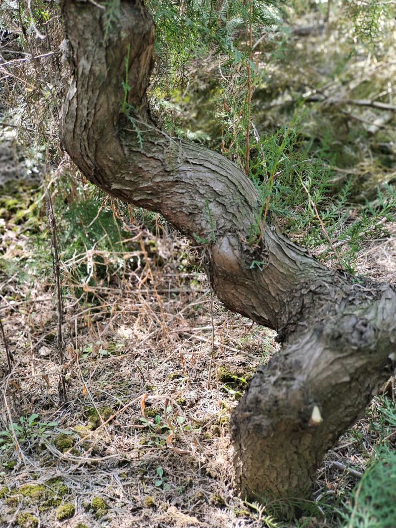 盆景素材柏树