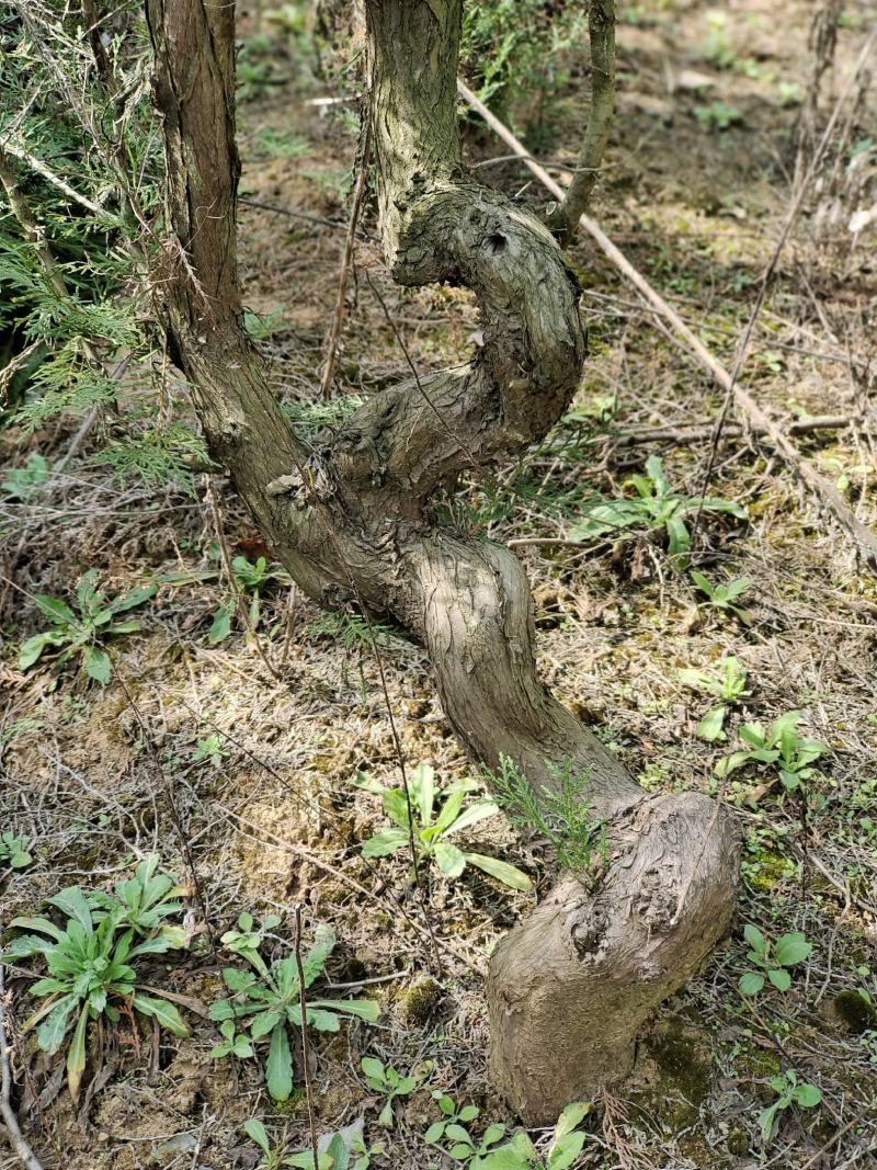 盆景素材柏树