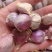 川蒜苗蒜苔蒜（产地直供）量大从优，质量保证