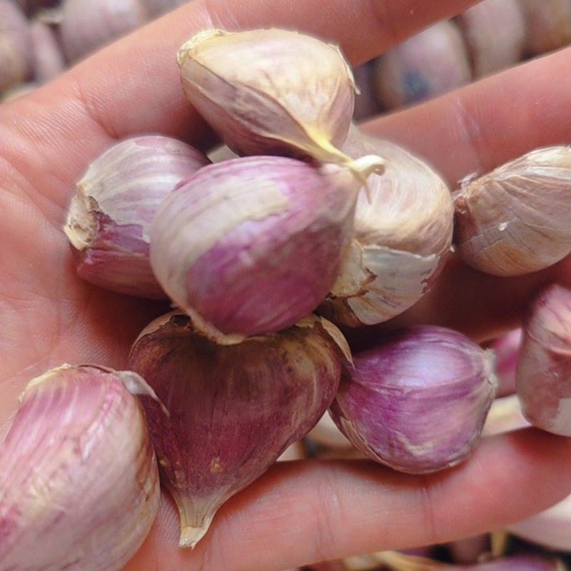 川蒜苗蒜苔蒜（产地直供）量大从优，质量保证