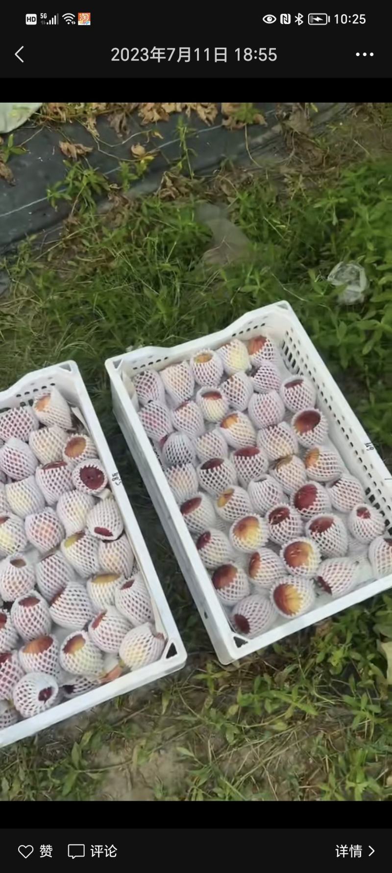 波姬红无花果种植基地直供
