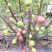 波姬红无花果种植基地直供