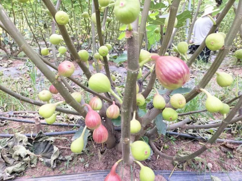 波姬红无花果种植基地直供