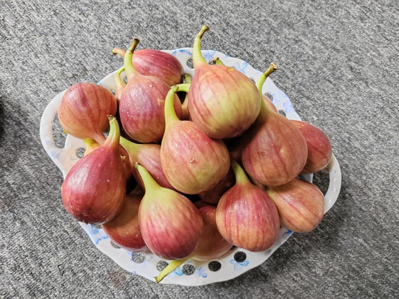 波姬红无花果种植基地直供