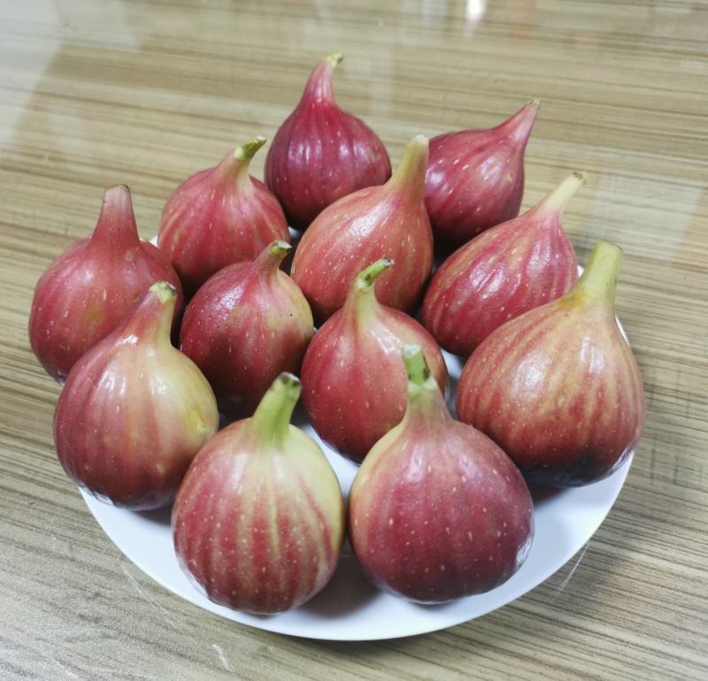 波姬红无花果种植基地直供