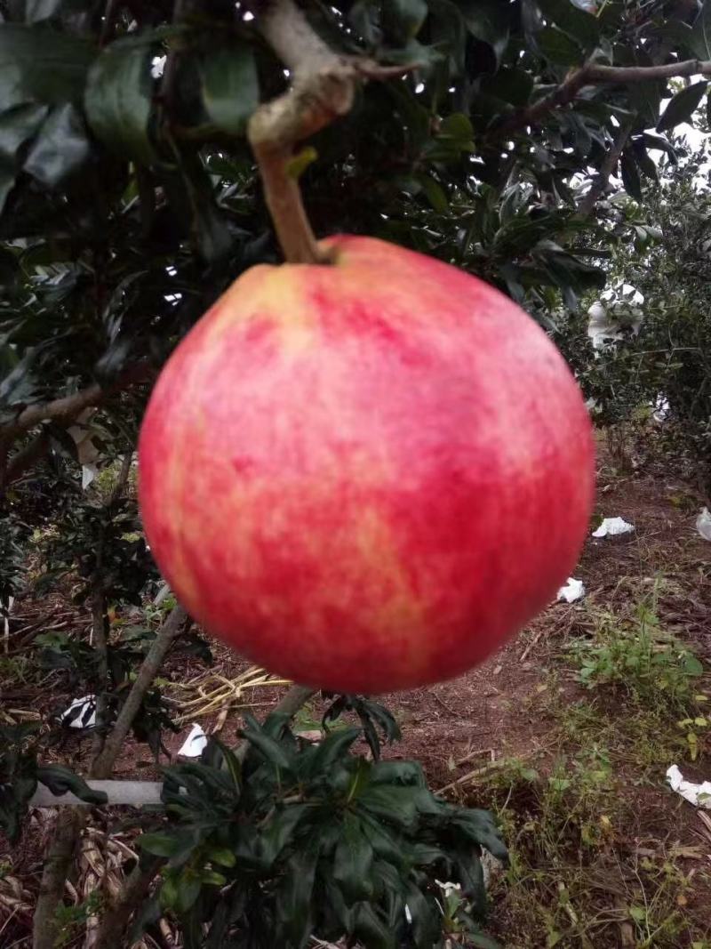 四川凉山会理软籽石榴，突尼斯石榴，量大从优，精品市场货，