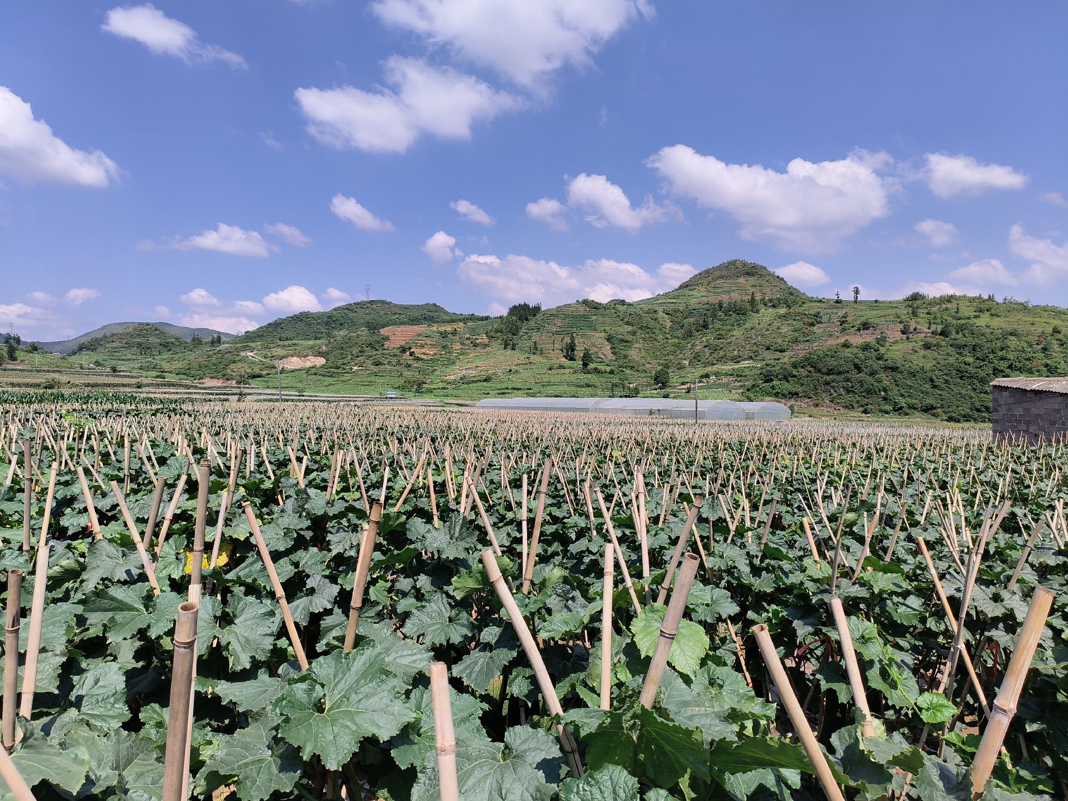 黑皮冬瓜田间生长实景图