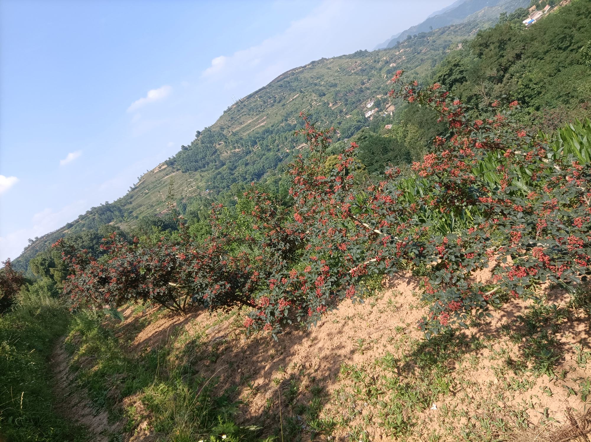 野山椒特写,展示其鲜红的颜色和自然的生长状态 野山椒特写