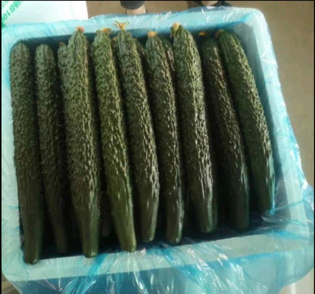 密刺黄瓜种子展示