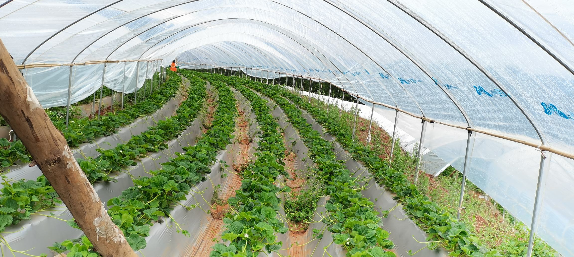 草莓种植光照管理示意图