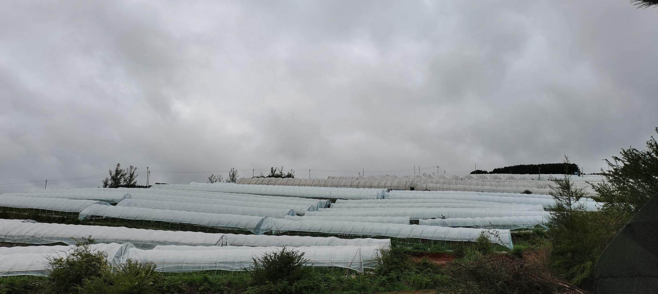 一个典型的草莓田间V形避雨棚,由金属支架支撑,顶部覆盖透明塑料薄膜,两侧完全敞开以保持通风;棚下为两行草莓植株,地面铺设黑色地膜;整体结构简单轻便,适合短期避雨使用 草莓田间搭建的V形避雨棚结构示意图