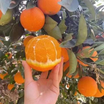 夏橙产地大量销售中，正季吃橙子，对接电商平台社区团购商超