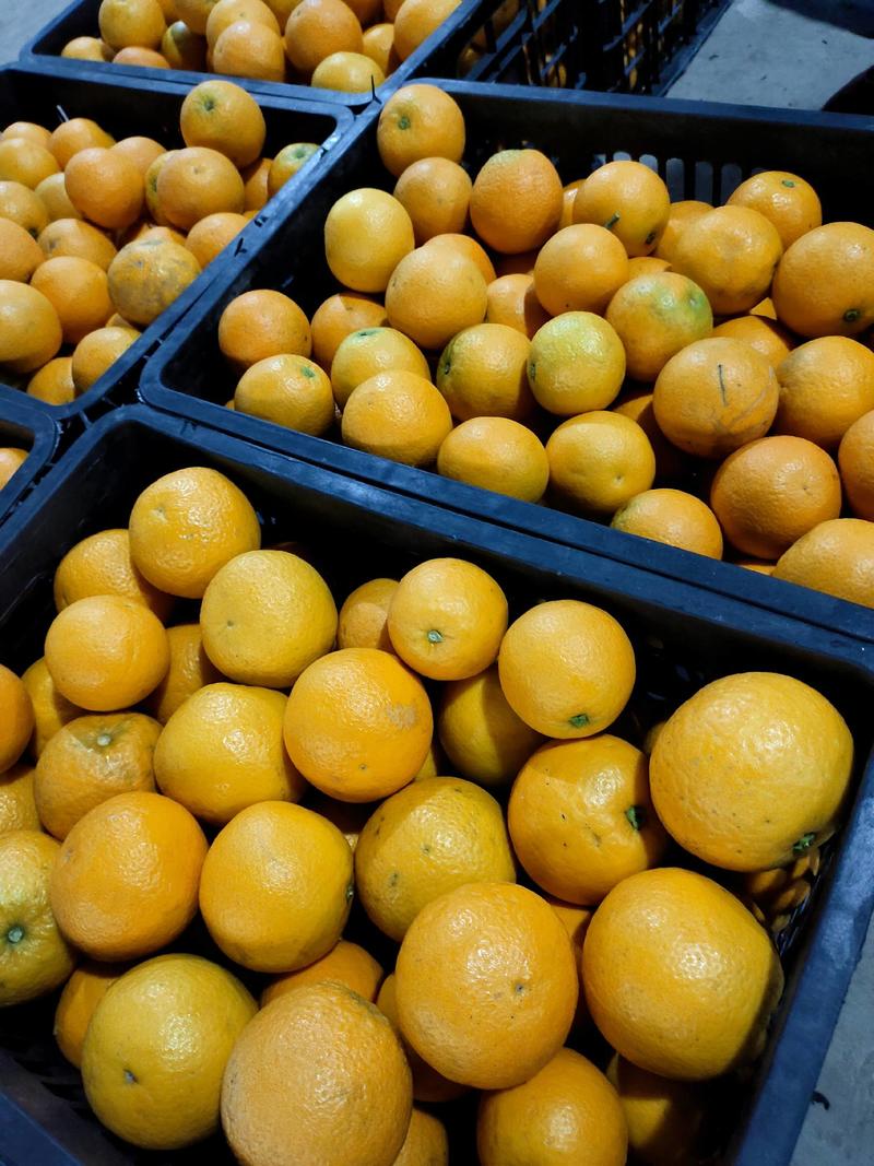 夏橙产地大量销售中，正季吃橙子，对接电商平台社区团购商超