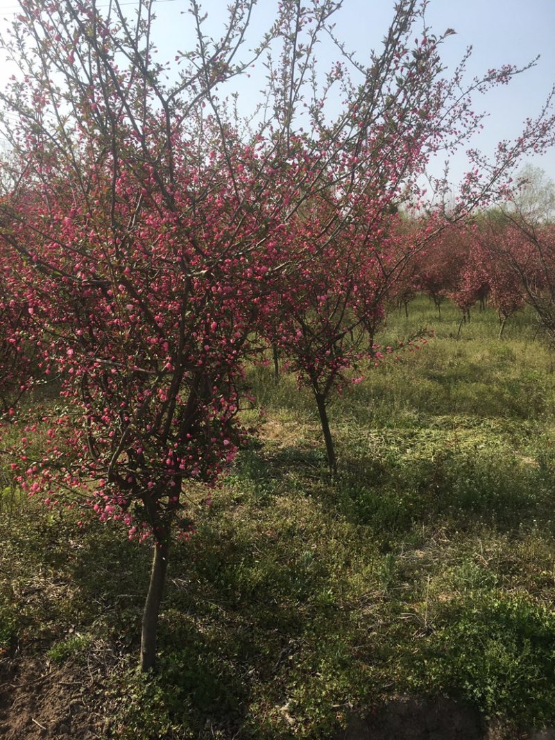 出售五公分，垂丝海棠