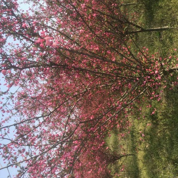出售五公分，垂丝海棠