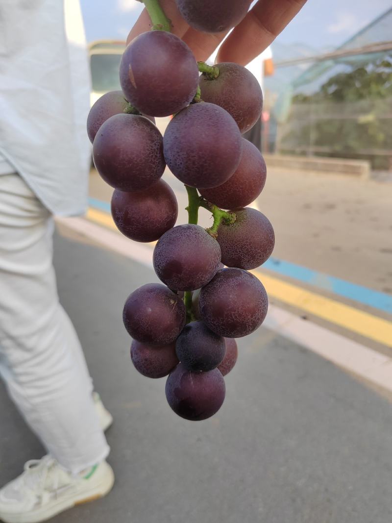 山东临沂平邑藤稔葡萄基地直供滕仁，巨峰，葡萄