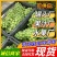便宜!青葡萄青巨峰葡萄无核罐头厂水果厂果汁厂