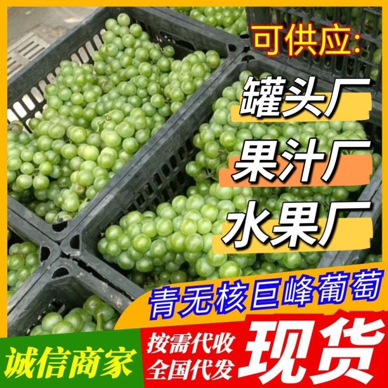 便宜！青葡萄青巨峰葡萄无核罐头厂水果厂果汁厂