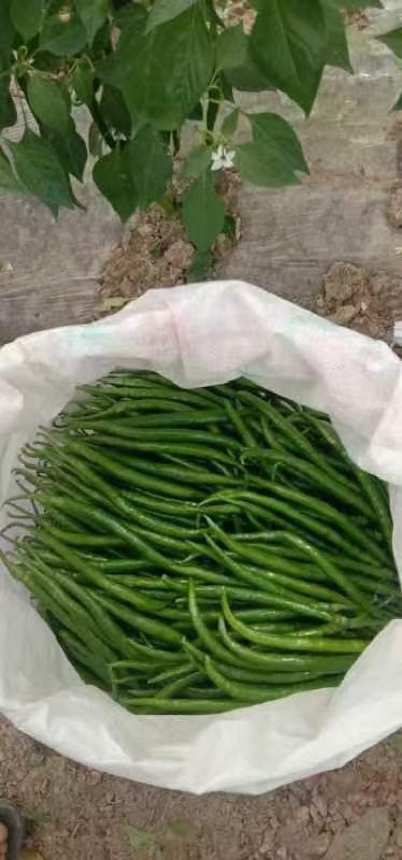 2荆条大量上市，有需要的联系。