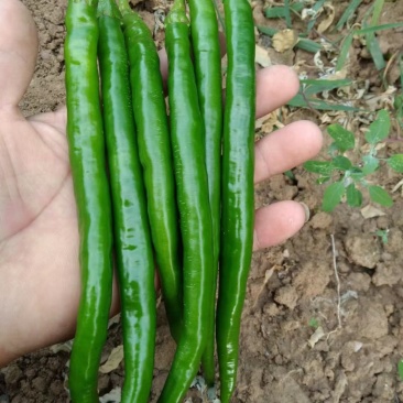 2荆条大量上市，有需要的联系。
