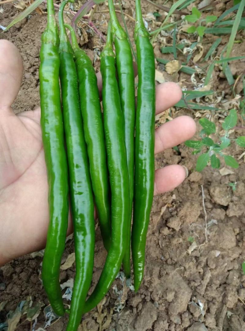 2荆条大量上市，有需要的联系。